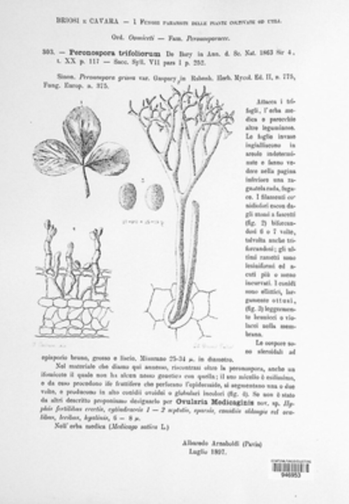 Peronospora trifoliorum image